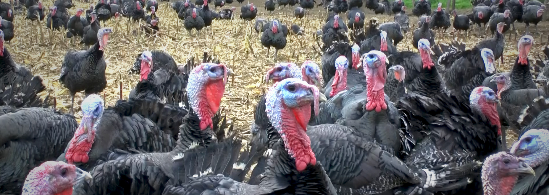 Laurent Bougues Le Mont d'Aure
