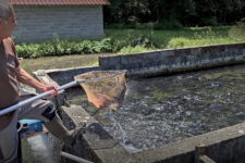 Pisciculture de Lombrès
