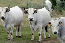 La Ferme Rives de Neste